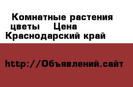 Комнатные растения, цветы  › Цена ­ 100-150 - Краснодарский край  »    